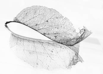 The old leaf (Katarina Holmström ) - Muzeo.com