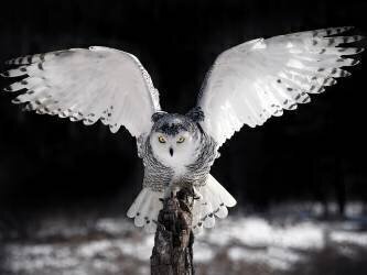 Les Ailes (Pinaki Bhattacharyya) - Muzeo.com