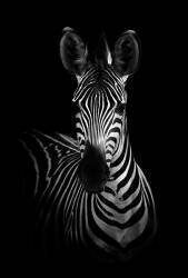 The Zebra (WildPhotoArt) - Muzeo.com