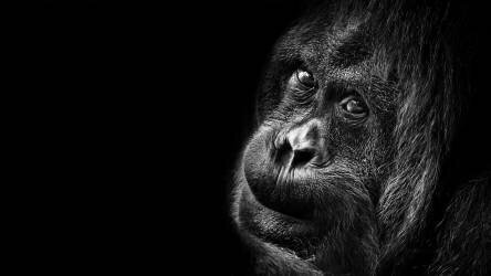 Thinking (Michael) - Muzeo.com