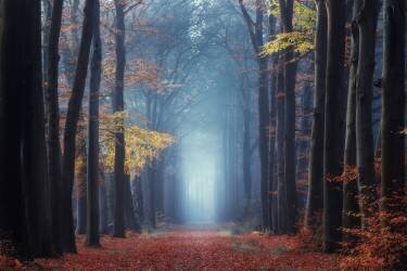 Time Tunnel (Ye) - Muzeo.com