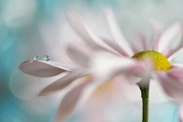 Tiny duo (Heidi Westum) - Muzeo.com