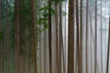 Trees (Michael) - Muzeo.com