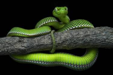 Trimeresurus vogeli (Dao Tan Phat) - Muzeo.com