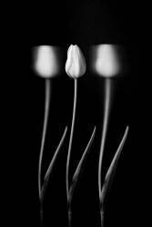 Tulipes (Tony Xu) - Muzeo.com