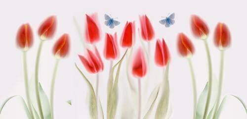 Tulips (Mandy Disher) - Muzeo.com