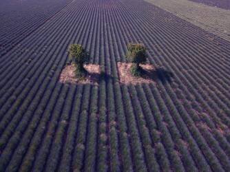 Twins (Jure Kravanja) - Muzeo.com