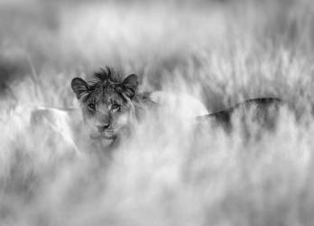 Une crinière subtile (Jaco Marx) - Muzeo.com