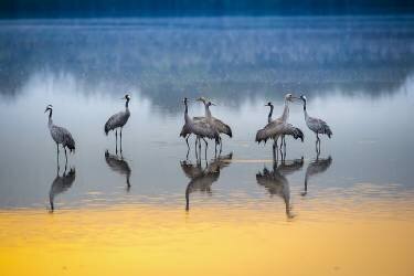 Untitled (E.Amer) - Muzeo.com