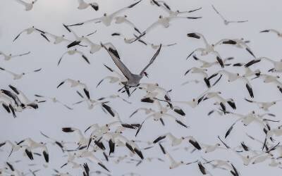 Untitled (Qingsong Wang) - Muzeo.com