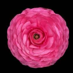 Untitled (Hardik Pandya) - Muzeo.com