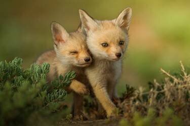 Untitled (Ahmed Sobhi) - Muzeo.com