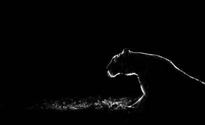 Untitled (Tudor Thomas) - Muzeo.com