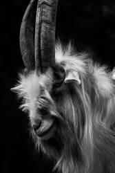 Vie (Cat) - Muzeo.com