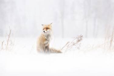 Waiting... (Doris Reindl) - Muzeo.com
