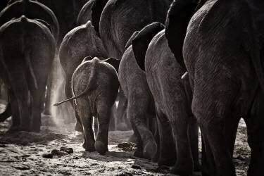 Walking Home (Ben McRae) - Muzeo.com