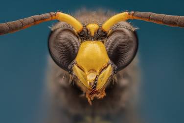 Wasp (Rico Cavallo) - Muzeo.com