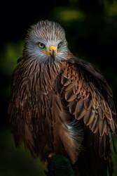 Watchful (Jose Parejo) - Muzeo.com