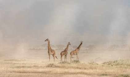 Weathering the Amboseli Dust Devils (Jeffrey C. Sink) - Muzeo.com