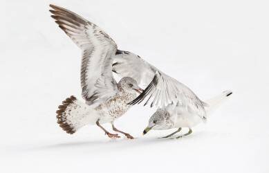 Whispering (Kenneth Zeng) - Muzeo.com