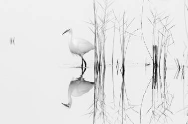 White (Zhecho Planinski) - Muzeo.com