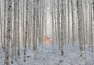 White (Dong Hee Han) - Muzeo.com