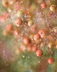 Winter-Time (Delphine Devos) - Muzeo.com