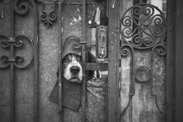 Sage (Denis Malciu) - Muzeo.com