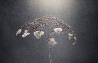 Withe hydrangea (Takashi Suzuki) - Muzeo.com