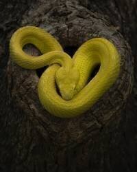 Jaune (Tantoyensen) - Muzeo.com