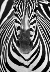 Zebra (Juan Luis Duran) - Muzeo.com