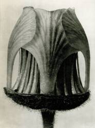 Benoîte des ruisseaux (Karl Blossfeldt) - Muzeo.com