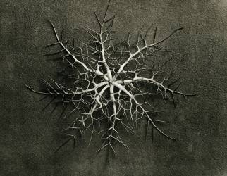 Capsule de Nigelle de Damas (Karl Blossfeldt) - Muzeo.com