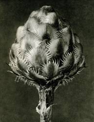 Centaurea Grecesina (Karl Blossfeldt) - Muzeo.com