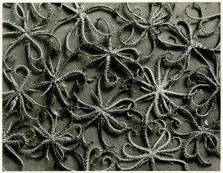 Koelpinia Linearis (Karl Blossfeldt) - Muzeo.com