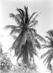 Palm (Tina Modotti) - Muzeo.com