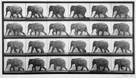 Animal Locomotion : Éléphant marchant (Eadweard Muybridge) - Muzeo.com