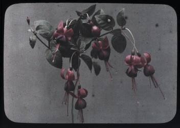 Fucshia (Arthur E. Morton) - Muzeo.com