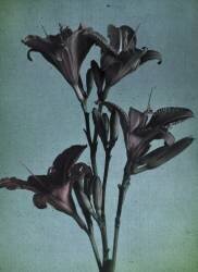 Lilies (anonyme) - Muzeo.com
