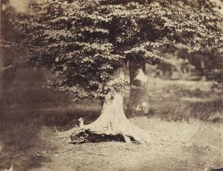 Le hêtre (Gustave Le Gray) - Muzeo.com