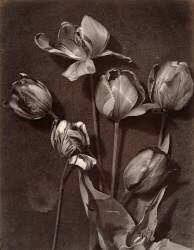 Tulipes (Charles Aubry) - Muzeo.com