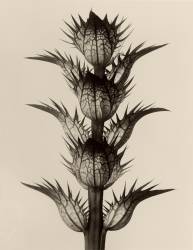 Acanthus Mollis (Karl Blossfeldt) - Muzeo.com