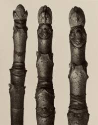 Aesculus Parviflora (Karl Blossfeldt) - Muzeo.com