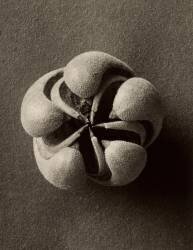 Blumenbachia hieronymi (Karl Blossfeldt) - Muzeo.com