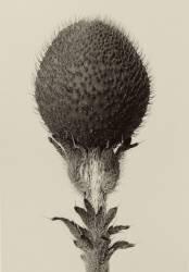 Bulbe (Karl Blossfeldt) - Muzeo.com