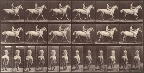 Cheval blanc au pas (Eadweard Muybridge) - Muzeo.com
