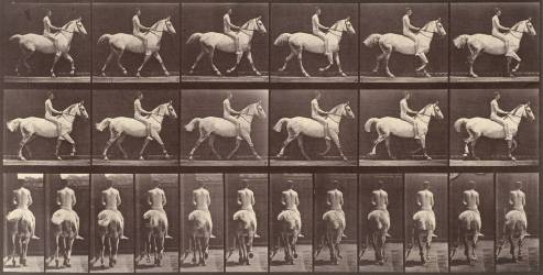 Cheval blanc au pas (Eadweard Muybridge) - Muzeo.com