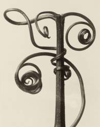 Cucurbita (Karl Blossfeldt) - Muzeo.com