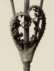 Dipsacus Laciniatus (Karl Blossfeldt) - Muzeo.com