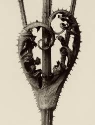 Dipsacus Laciniatus (Karl Blossfeldt) - Muzeo.com